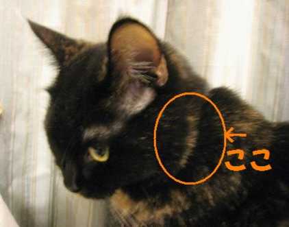 f:id:damechan65:20101212071620j:image f:id:damechan65:20101212071620j:image