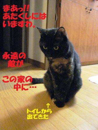 f:id:damechan65:20110530220708j:image f:id:damechan65:20110530220708j:image