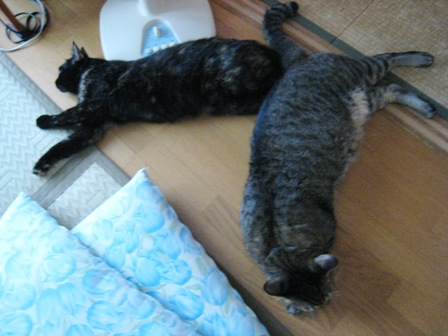 f:id:damechan65:20110821231917j:image