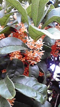 f:id:damechan65:20111010103251j:image