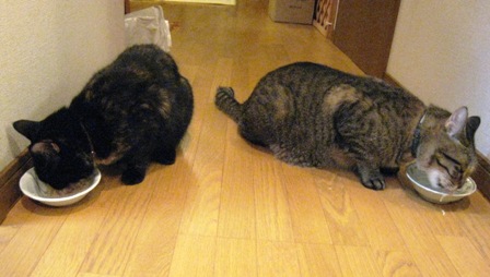 f:id:damechan65:20111117004312j:image