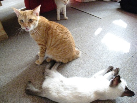 f:id:damechan65:20111120232011j:image