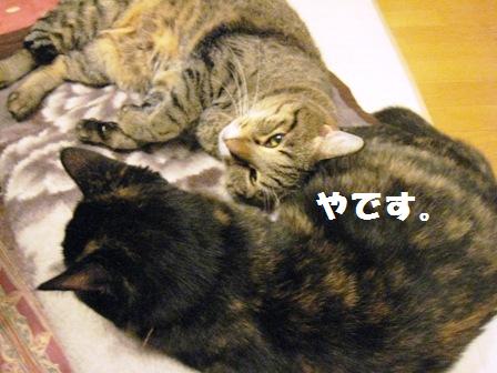 f:id:damechan65:20111229013019j:image f:id:damechan65:20111229013019j:image