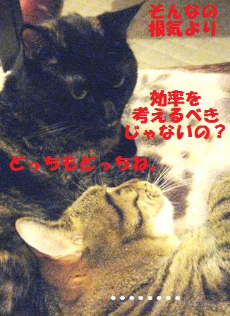 f:id:damechan65:20111229014410j:image f:id:damechan65:20111229014410j:image