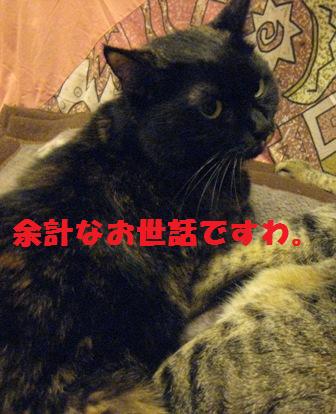 f:id:damechan65:20111230005606j:image f:id:damechan65:20111230005606j:image