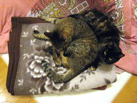 f:id:damechan65:20111230005607j:image f:id:damechan65:20111230005607j:image