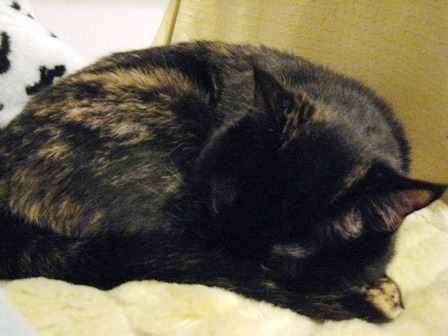 f:id:damechan65:20120324235505j:image