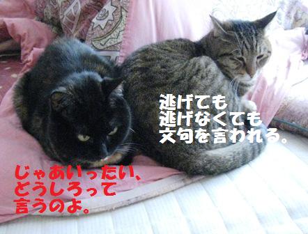 f:id:damechan65:20120422105930j:image