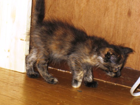 f:id:damechan65:20120914031301j:image