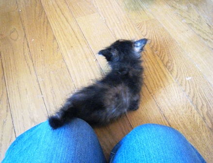 f:id:damechan65:20120914031302j:image