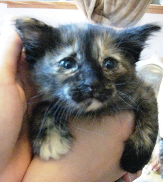 f:id:damechan65:20120914031305j:image