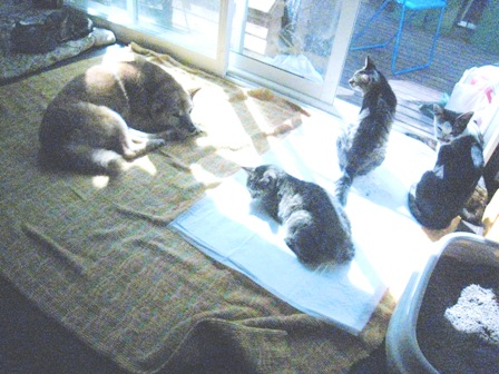 f:id:damechan65:20120915103954j:image