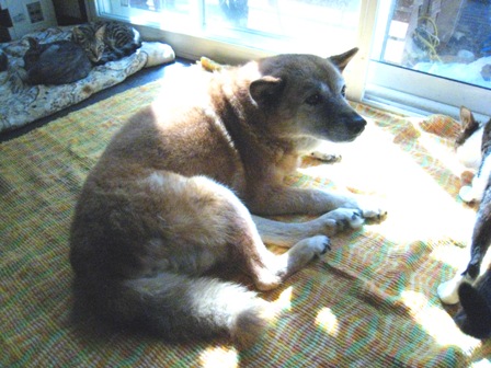 f:id:damechan65:20120915104024j:image