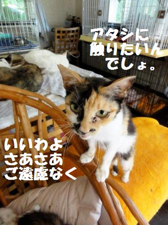 f:id:damechan65:20120915172116j:image