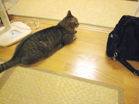 f:id:damechan65:20121011215124j:image f:id:damechan65:20121011215124j:image