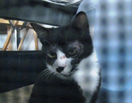 f:id:damechan65:20130128004649j:image