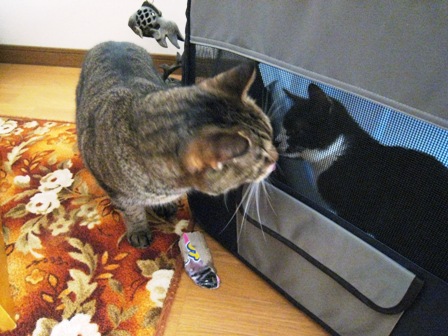 f:id:damechan65:20130128004650j:image