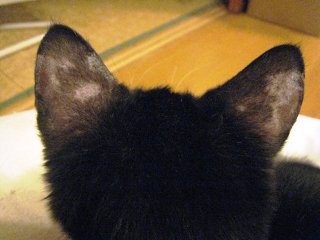 f:id:damechan65:20130128004651j:image