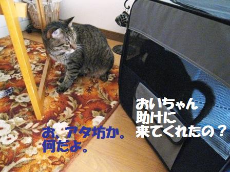 f:id:damechan65:20130131174230j:image