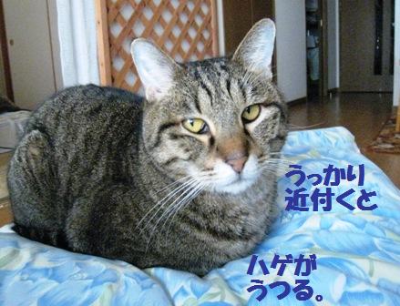 f:id:damechan65:20130131174234j:image