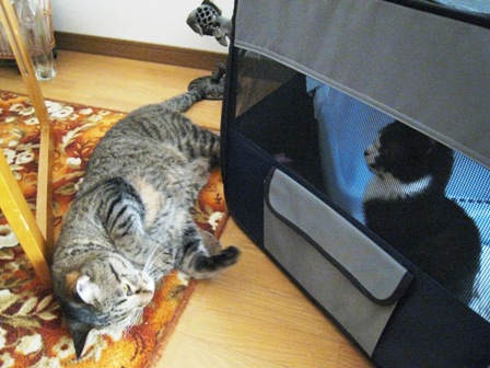 f:id:damechan65:20130131174235j:image