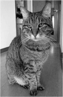 f:id:damechan65:20130202022043j:image:right