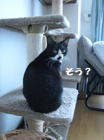 f:id:damechan65:20130609232544j:image