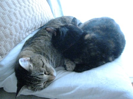 f:id:damechan65:20130626005258j:image