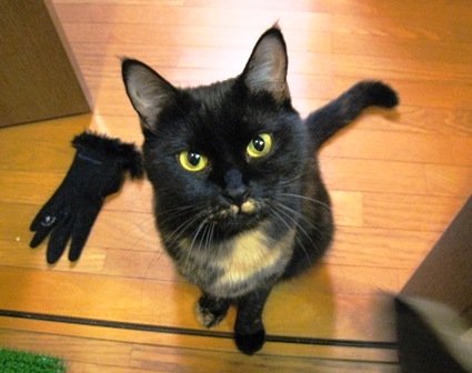 f:id:damechan65:20130626005300j:image