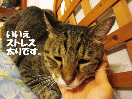 f:id:damechan65:20131006232640j:image