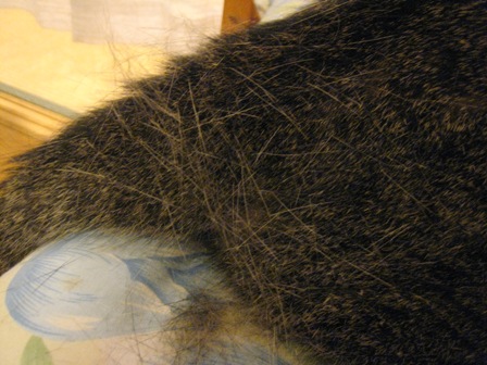 f:id:damechan65:20131006232642j:image