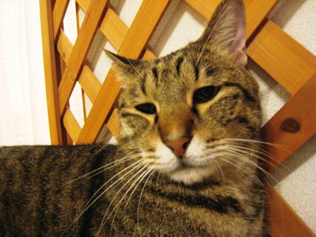 f:id:damechan65:20131006232644j:image