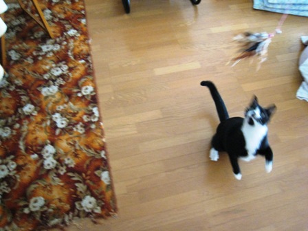 f:id:damechan65:20131013111447j:image