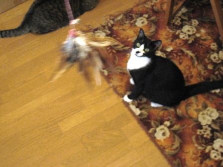 f:id:damechan65:20131013111448j:image