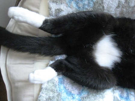 f:id:damechan65:20131013111450j:image