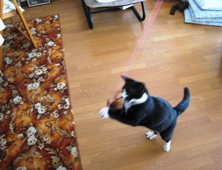 f:id:damechan65:20131013112429j:image