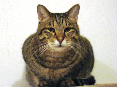 f:id:damechan65:20131118005256j:image