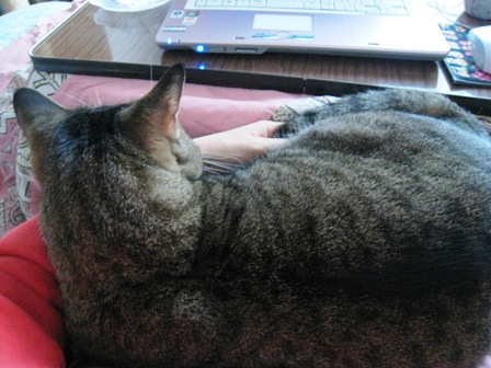 f:id:damechan65:20131118005258j:image