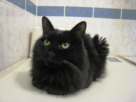 f:id:damechan65:20131231081132j:image