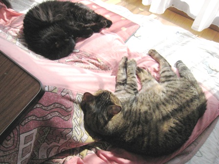 f:id:damechan65:20131231082952j:image