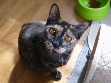 f:id:damechan65:20140914005318j:image