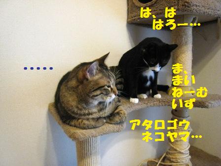 f:id:damechan65:20140914005324j:image