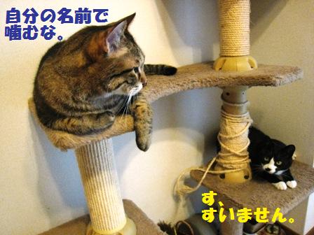 f:id:damechan65:20140914005325j:image