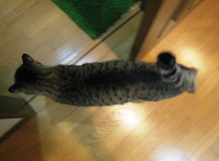 f:id:damechan65:20141005175618j:image