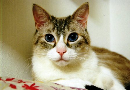 f:id:damechan65:20141005175620j:image