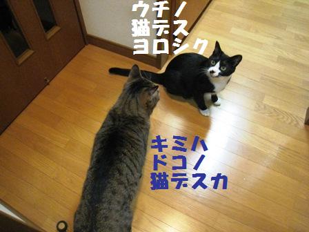 f:id:damechan65:20141019122740j:image f:id:damechan65:20141019122740j:image