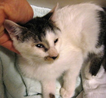 f:id:damechan65:20141019122744j:image f:id:damechan65:20141019122744j:image