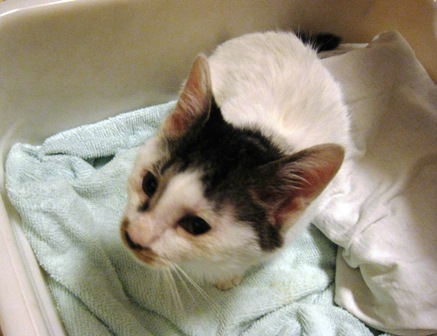 f:id:damechan65:20141019122745j:image f:id:damechan65:20141019122745j:image