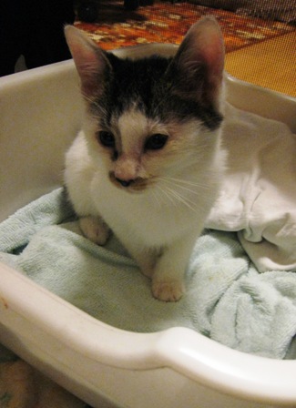 f:id:damechan65:20141019122746j:image f:id:damechan65:20141019122746j:image