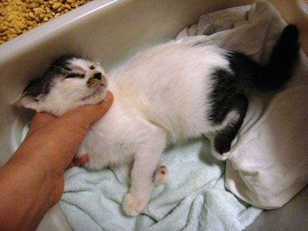 f:id:damechan65:20141019122747j:image f:id:damechan65:20141019122747j:image